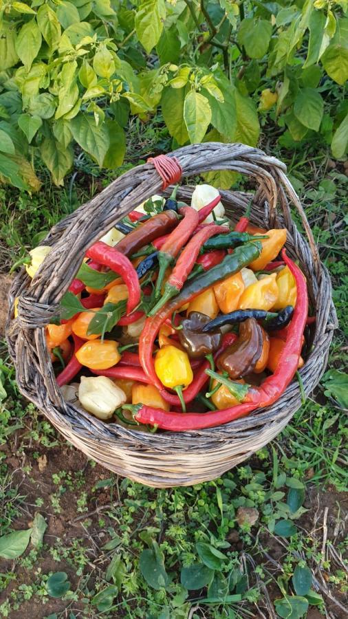 Azienda Agricola I Peperoncini Alghero Zewnętrze zdjęcie