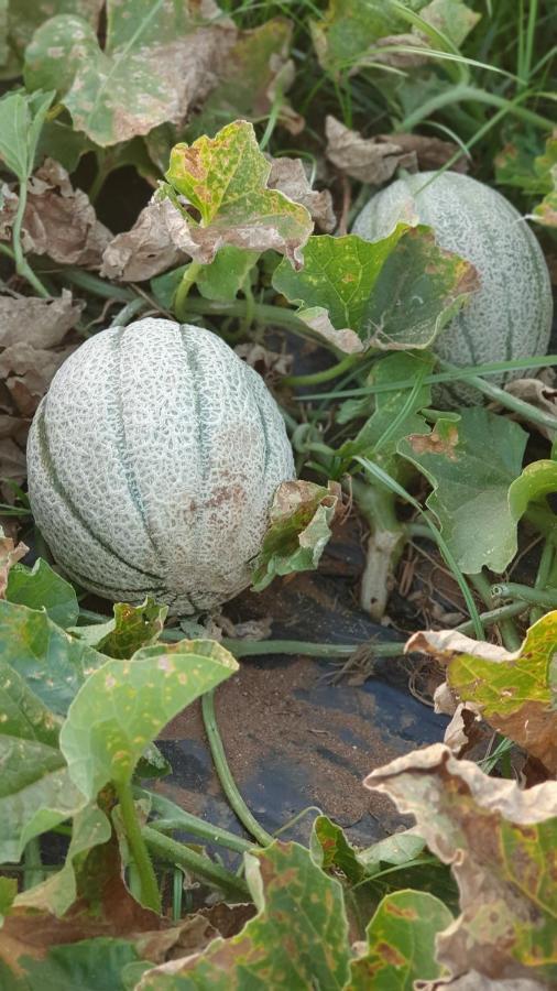 Azienda Agricola I Peperoncini Alghero Zewnętrze zdjęcie