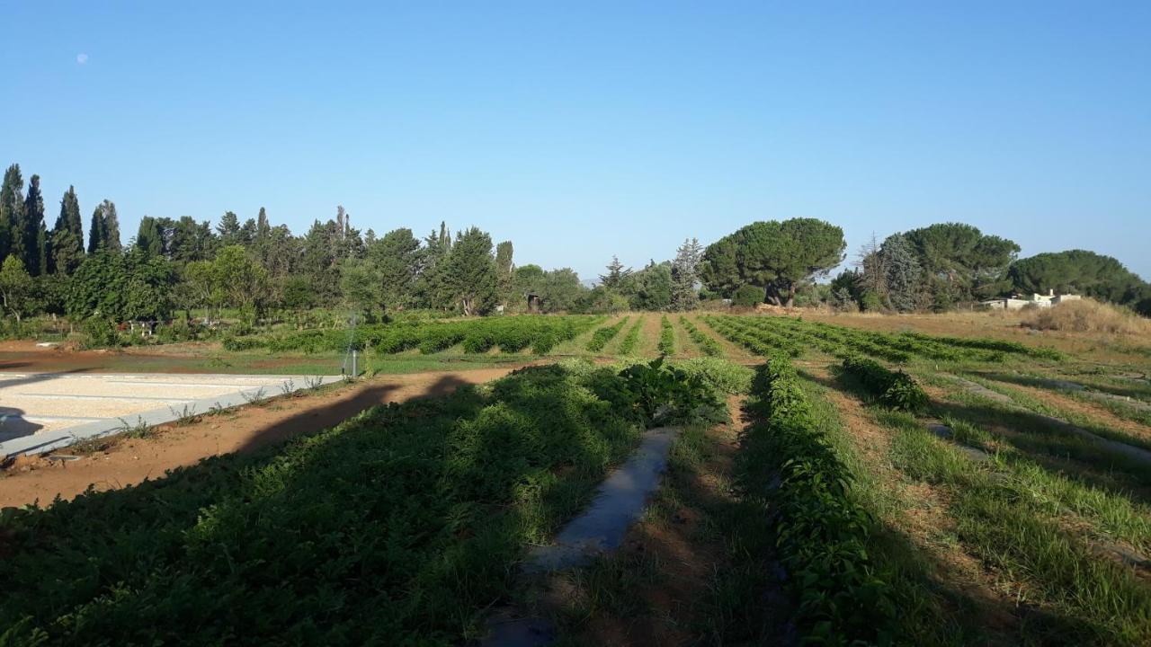 Azienda Agricola I Peperoncini Alghero Zewnętrze zdjęcie